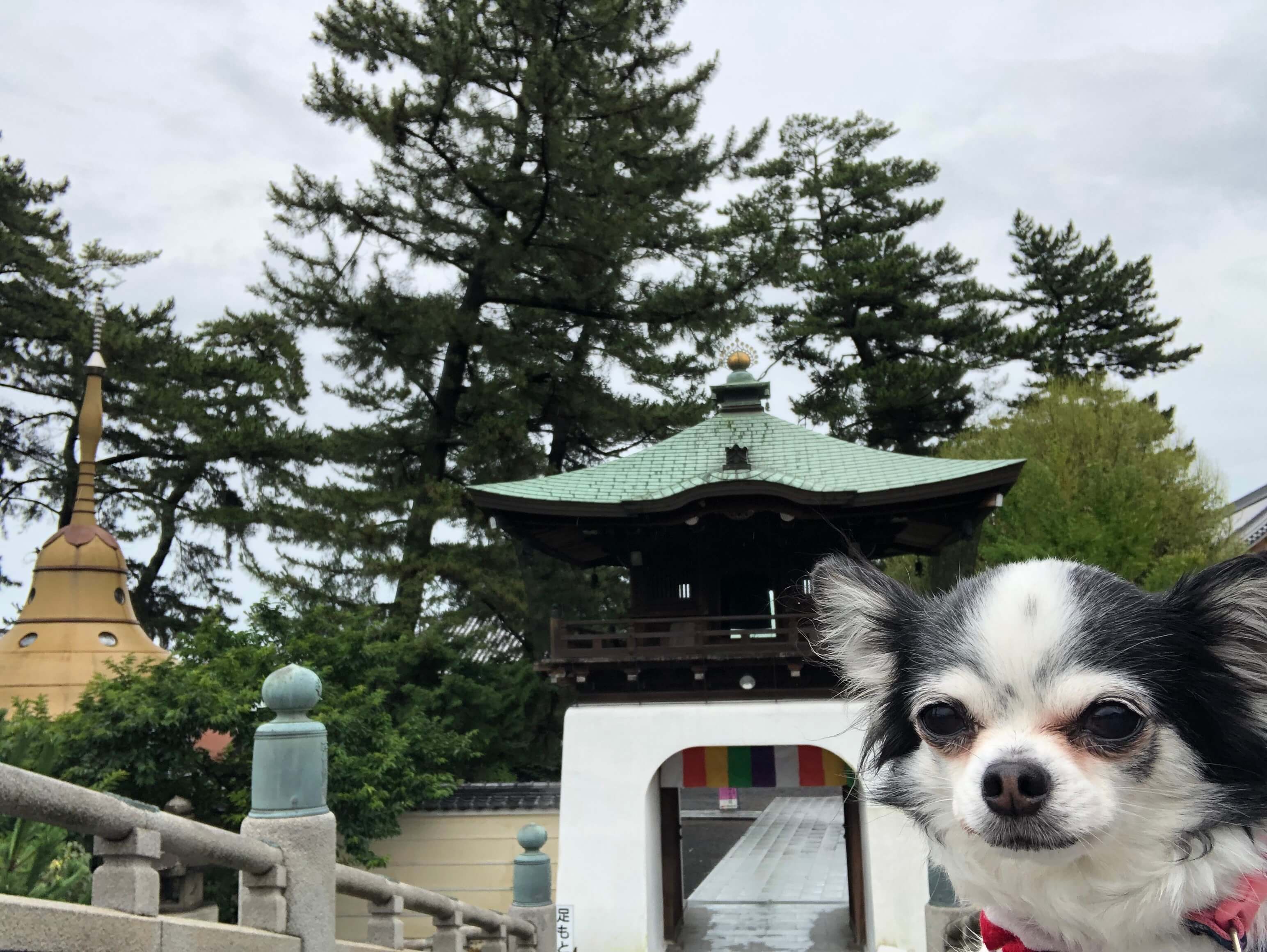 ココアと善通寺