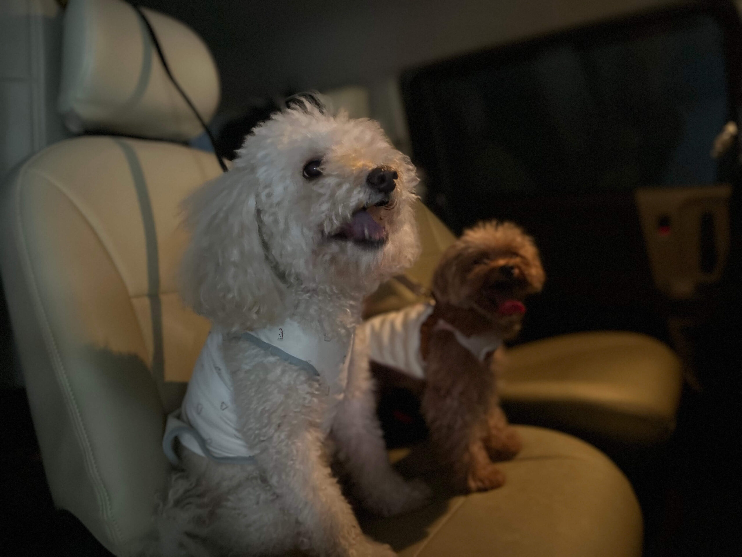 マルくんとプーくん車内