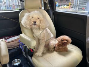 マルくんとプーくん車内