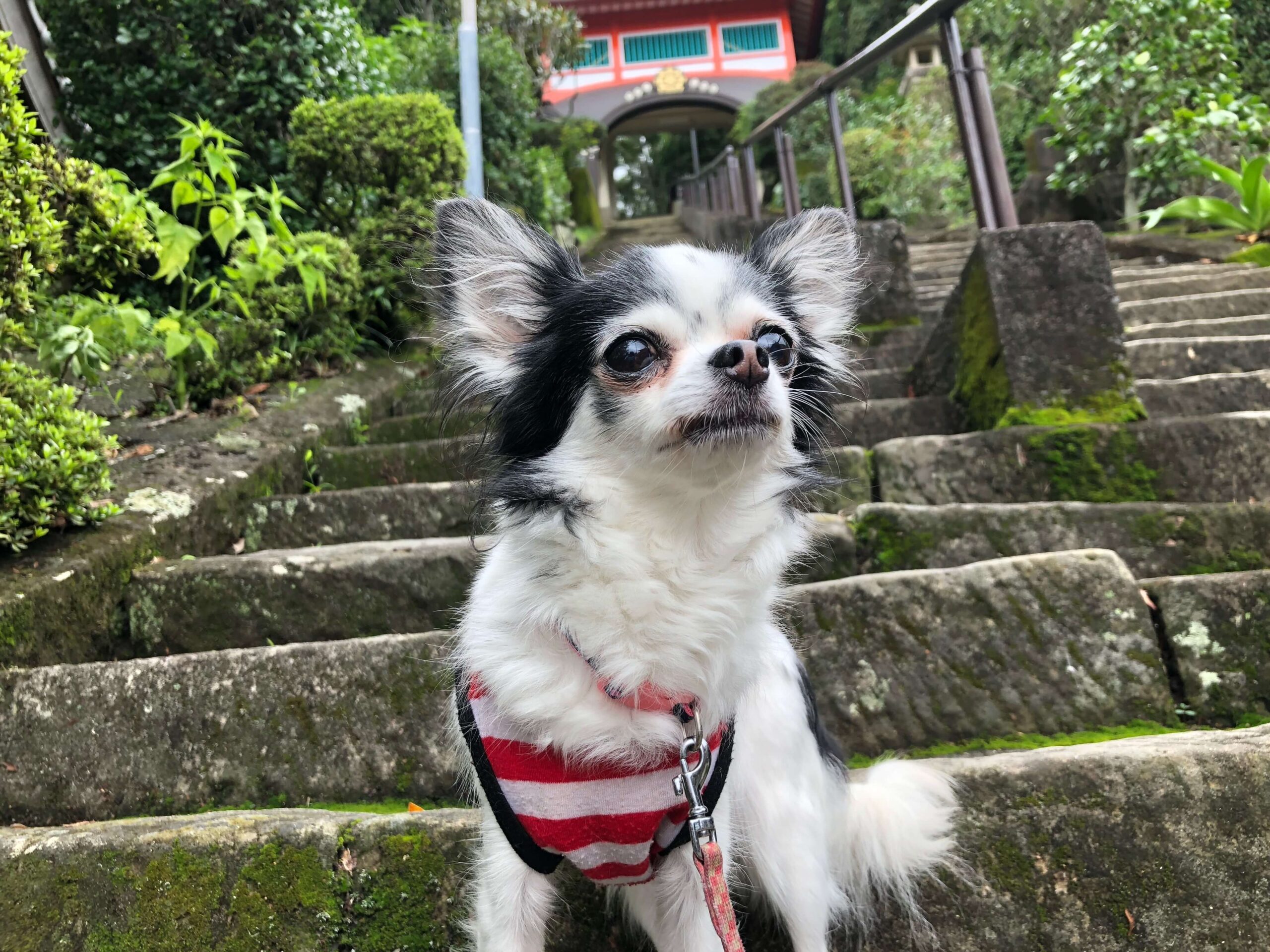 ココアとお遍路