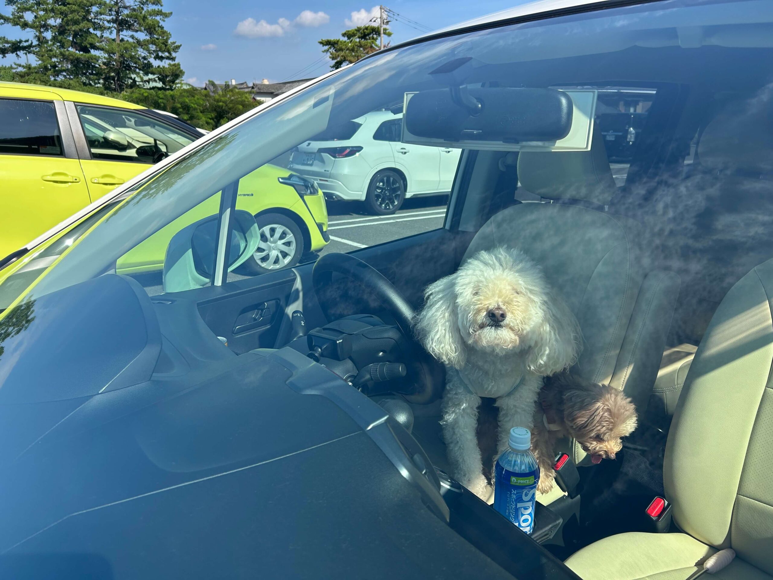 車で留守番するマルくんとプーくん