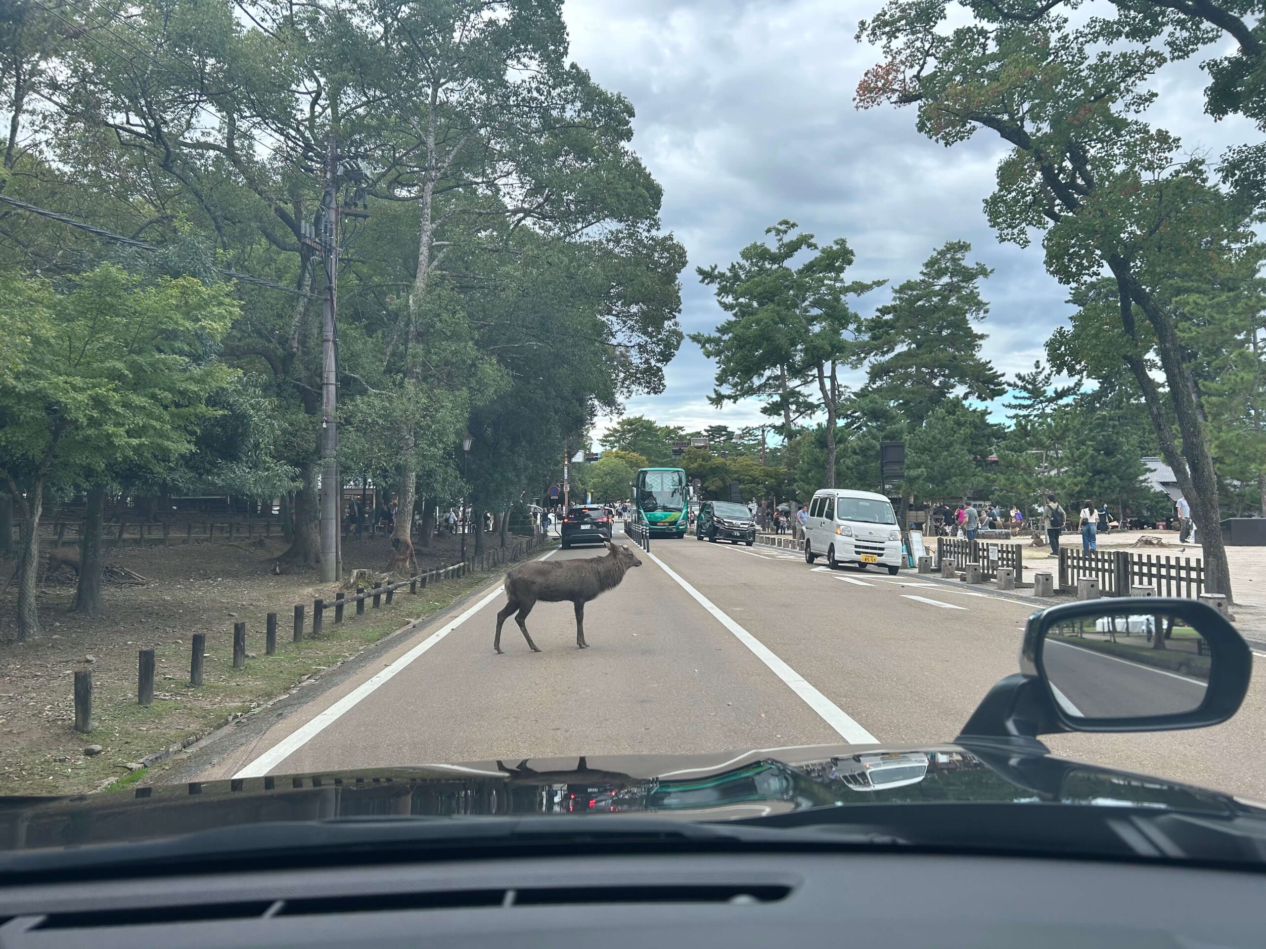 奈良公園の鹿