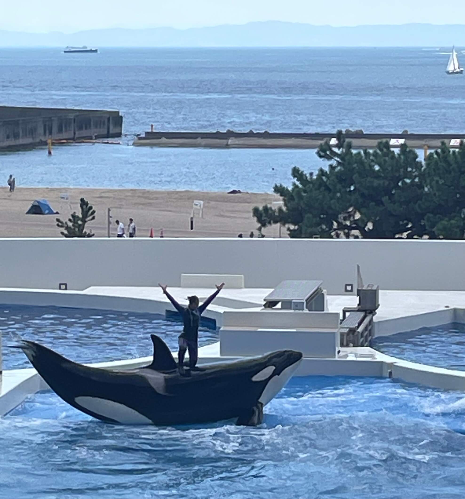 須磨シーワールド シャチショー