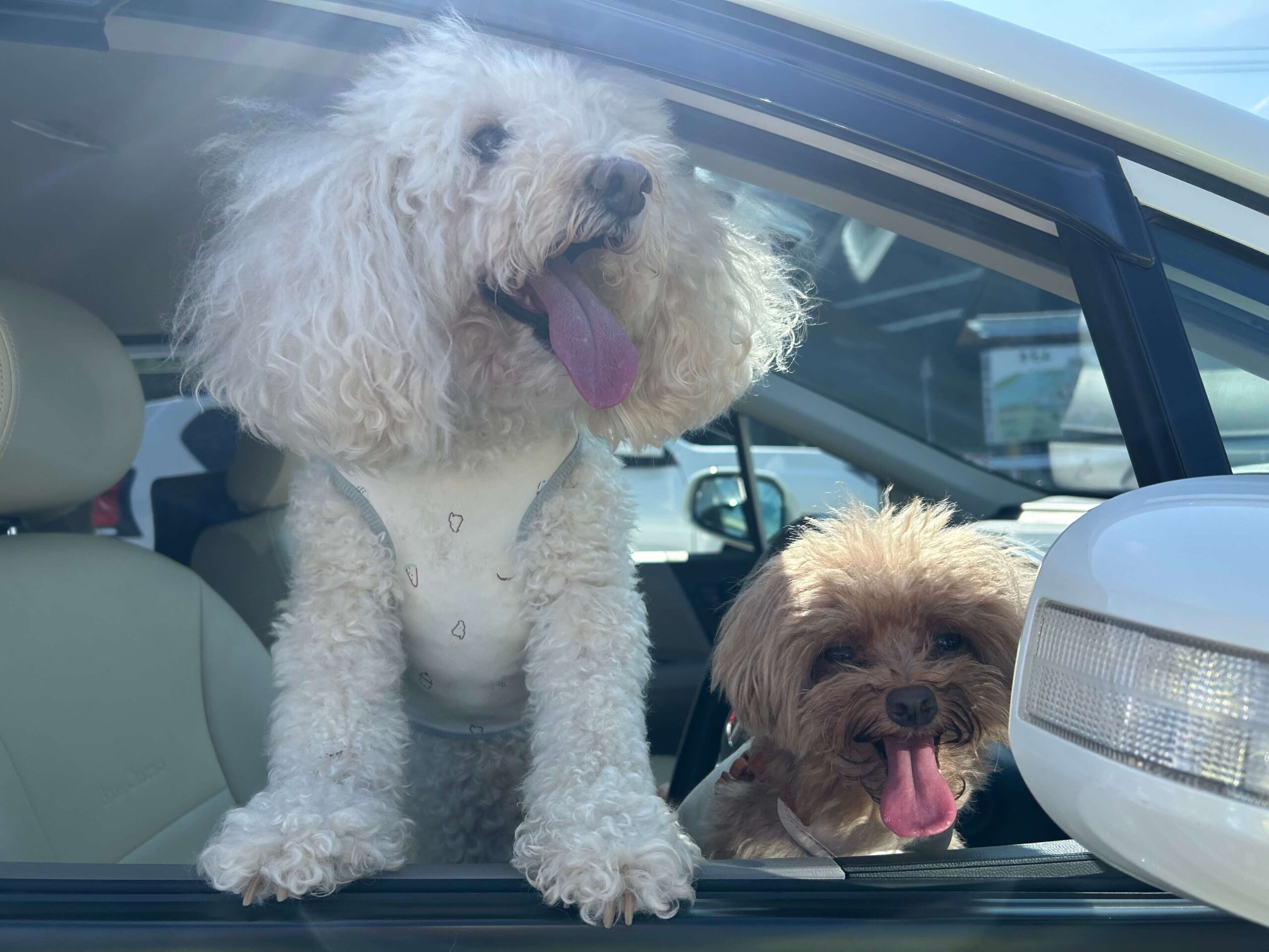 車窓から顔を出すマルとプー