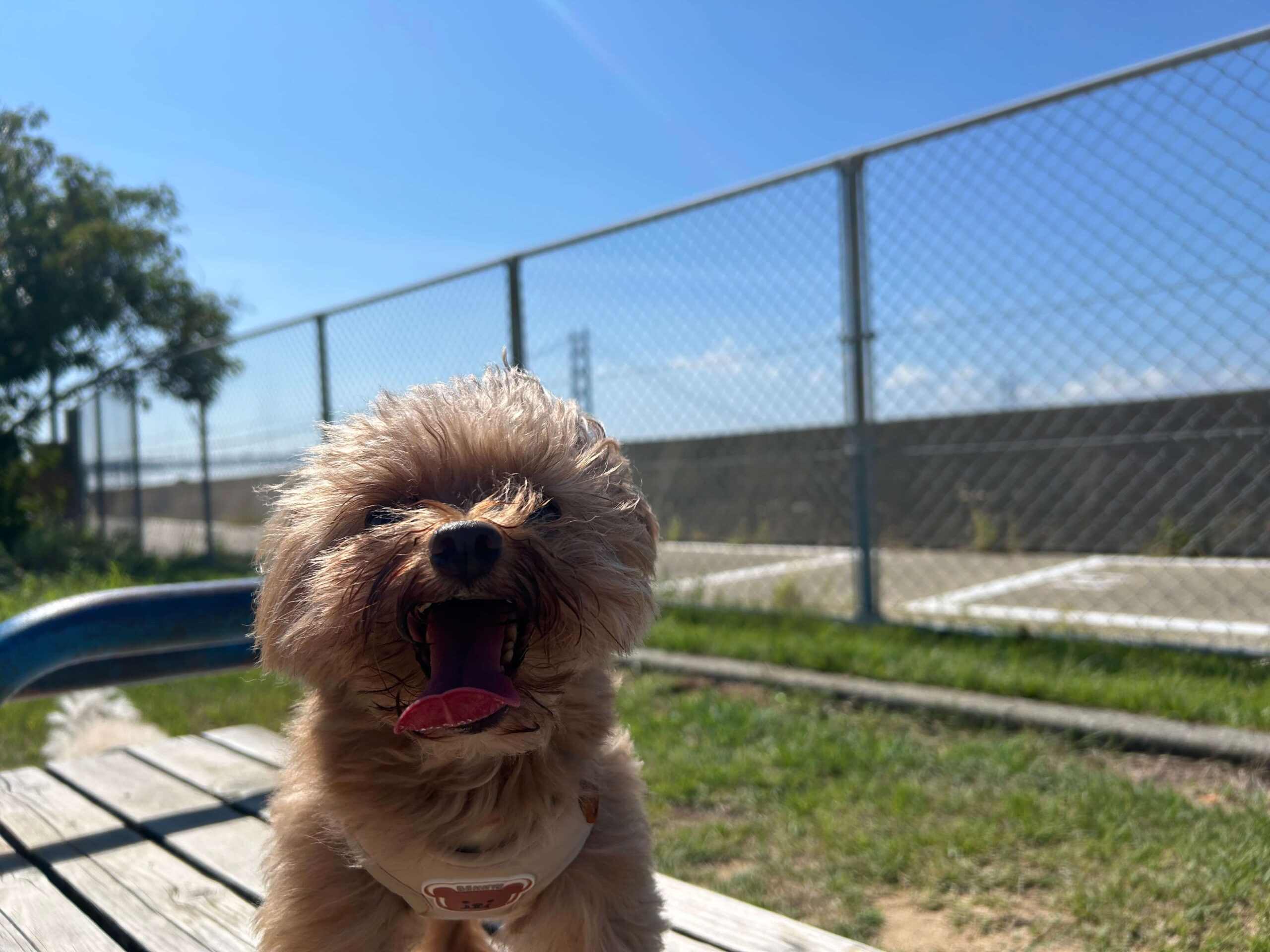 明石大橋を背にプーくんの笑顔写真