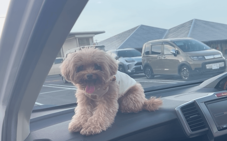 プーくんの写真