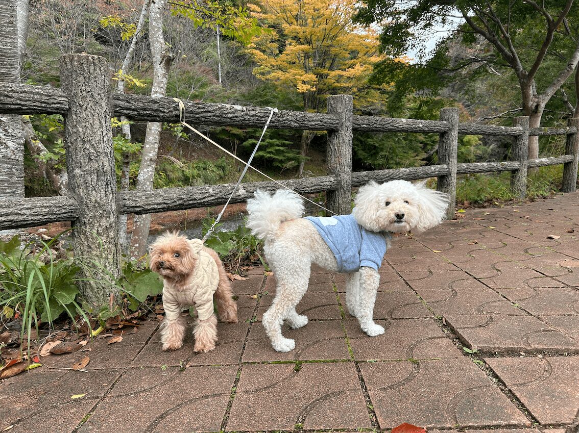 洞川の遊歩道と犬たち。色づき始めの紅葉