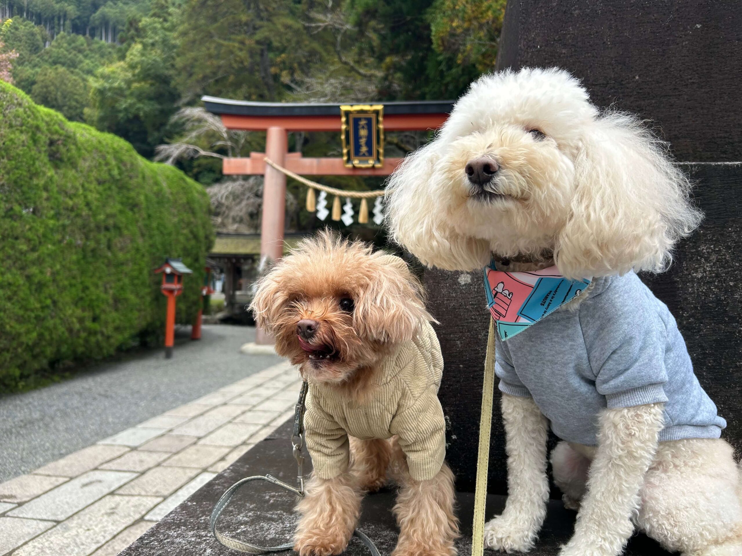 参道入口の鳥居前で撮影したマルくんとプーくん