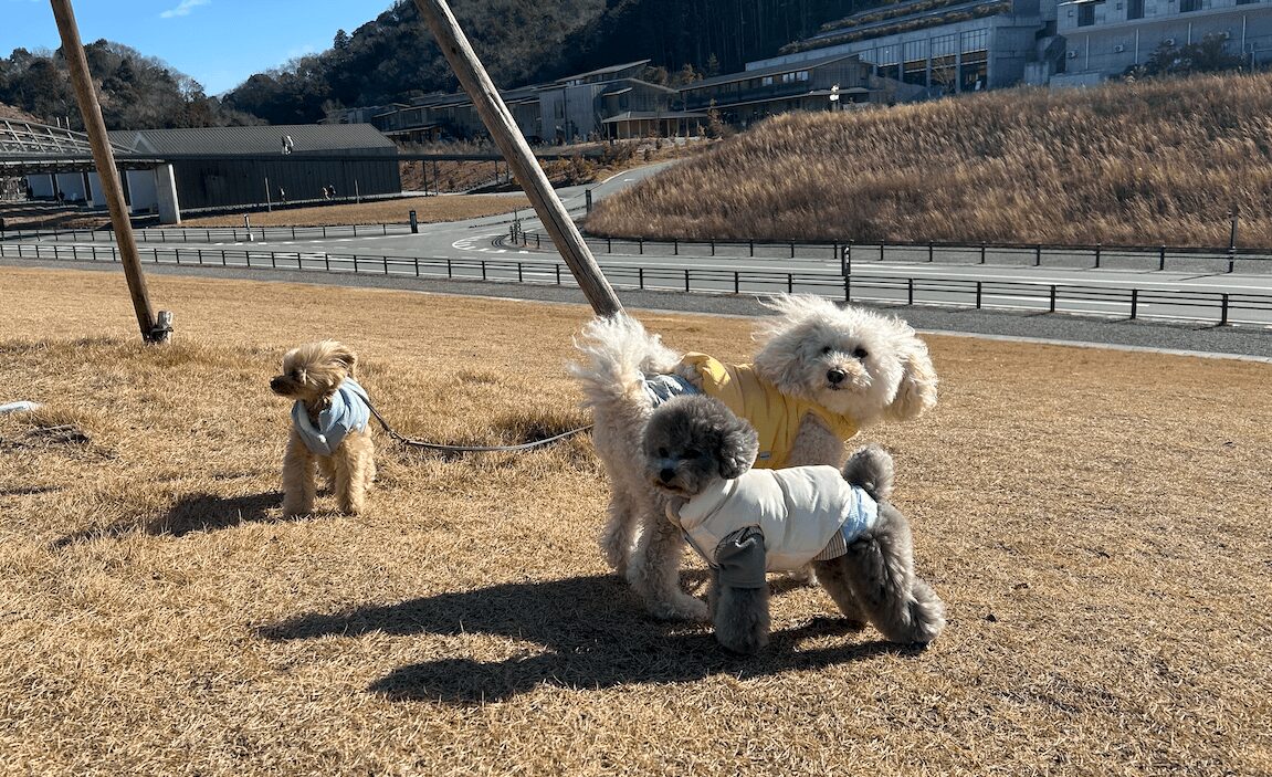 マルくん プーくん ポムくん ヴィソンで遊ぶ犬たち