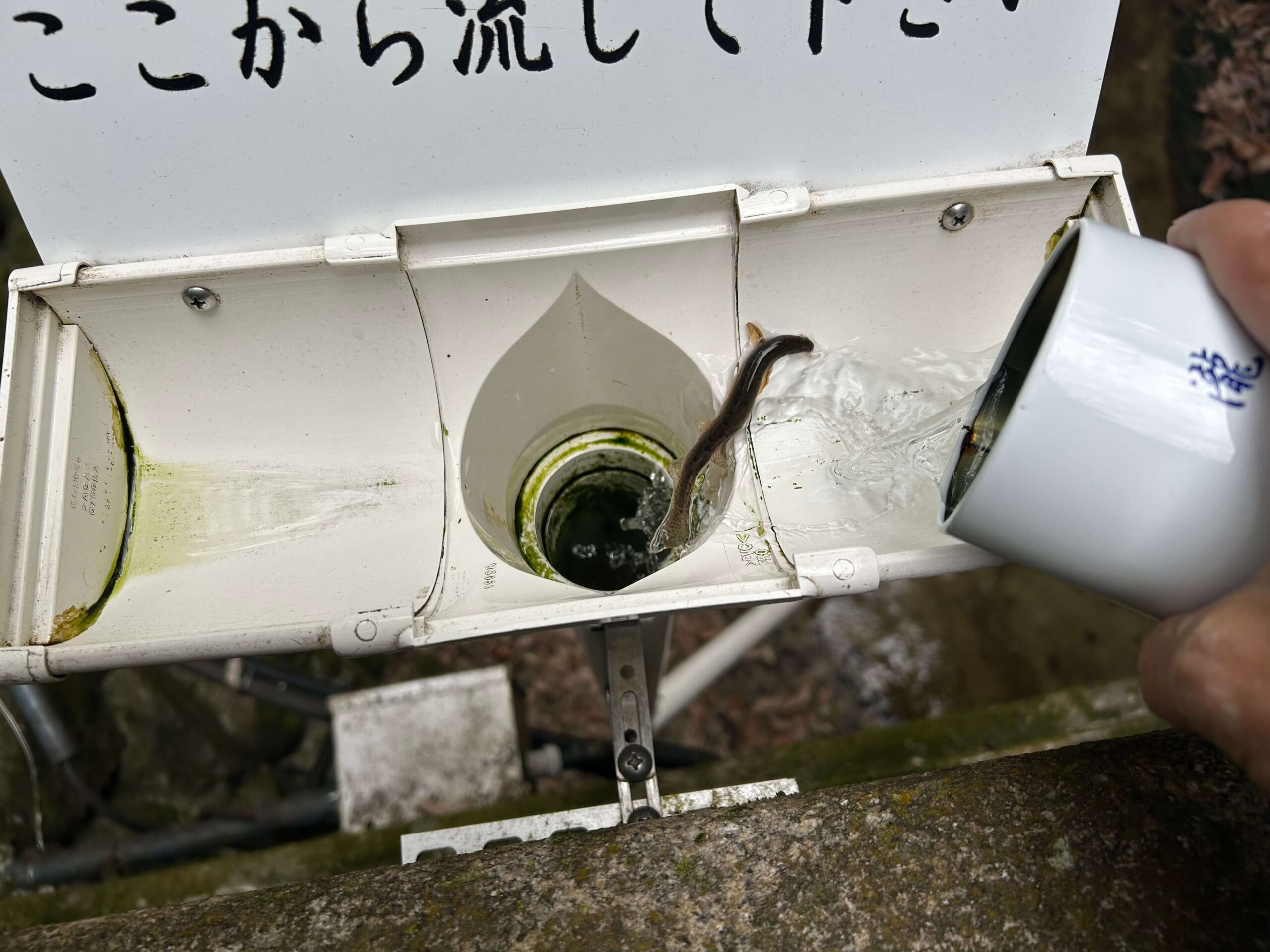 身代わりどじょうを流す