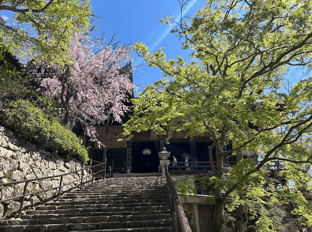 長谷寺本堂と桜