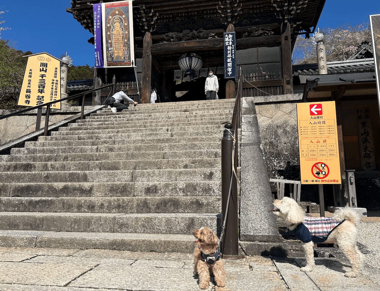 長谷寺仁王門と犬の写真