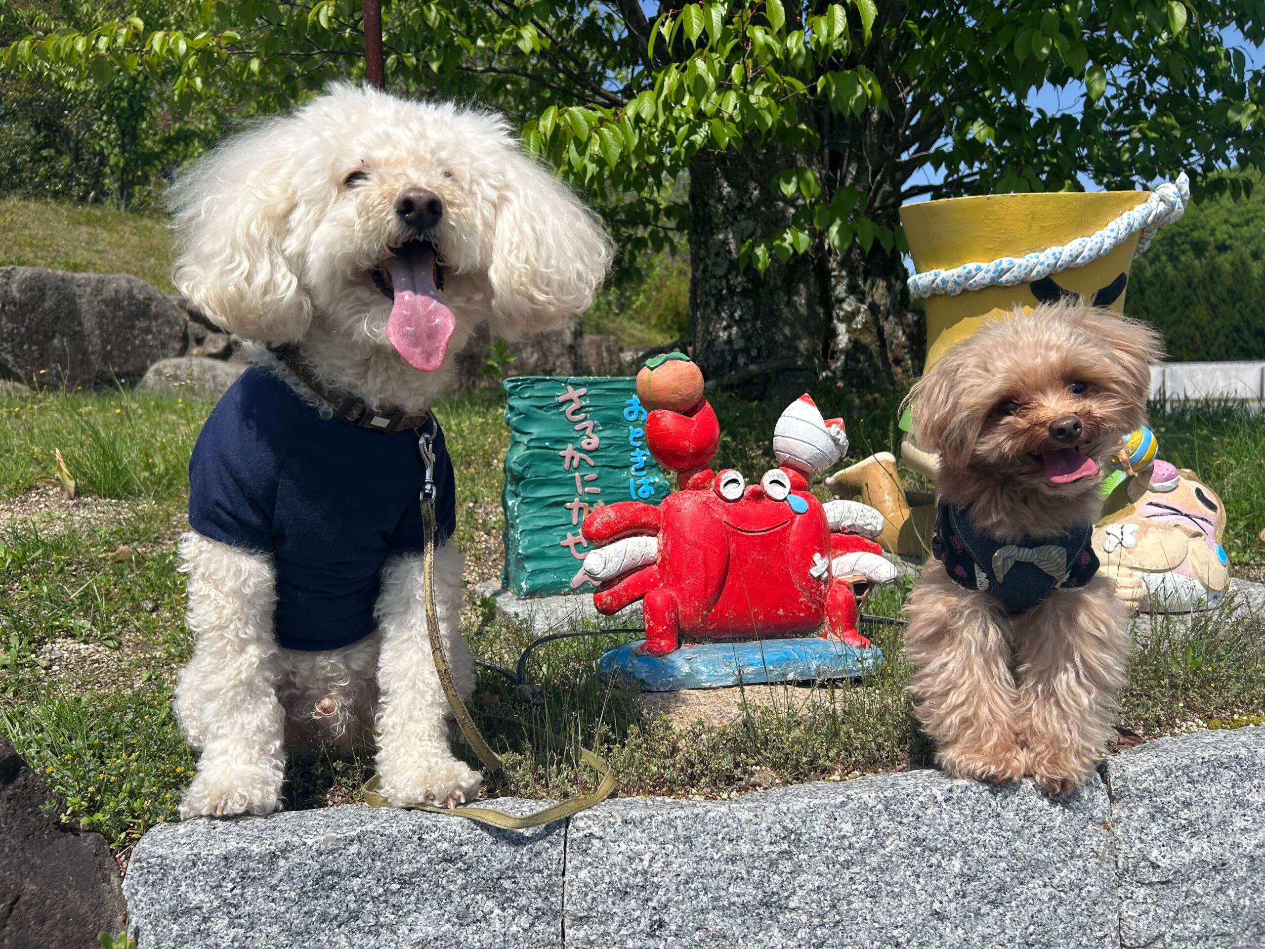 龍眼寺 山門付近で撮影したマルくんとプーくん