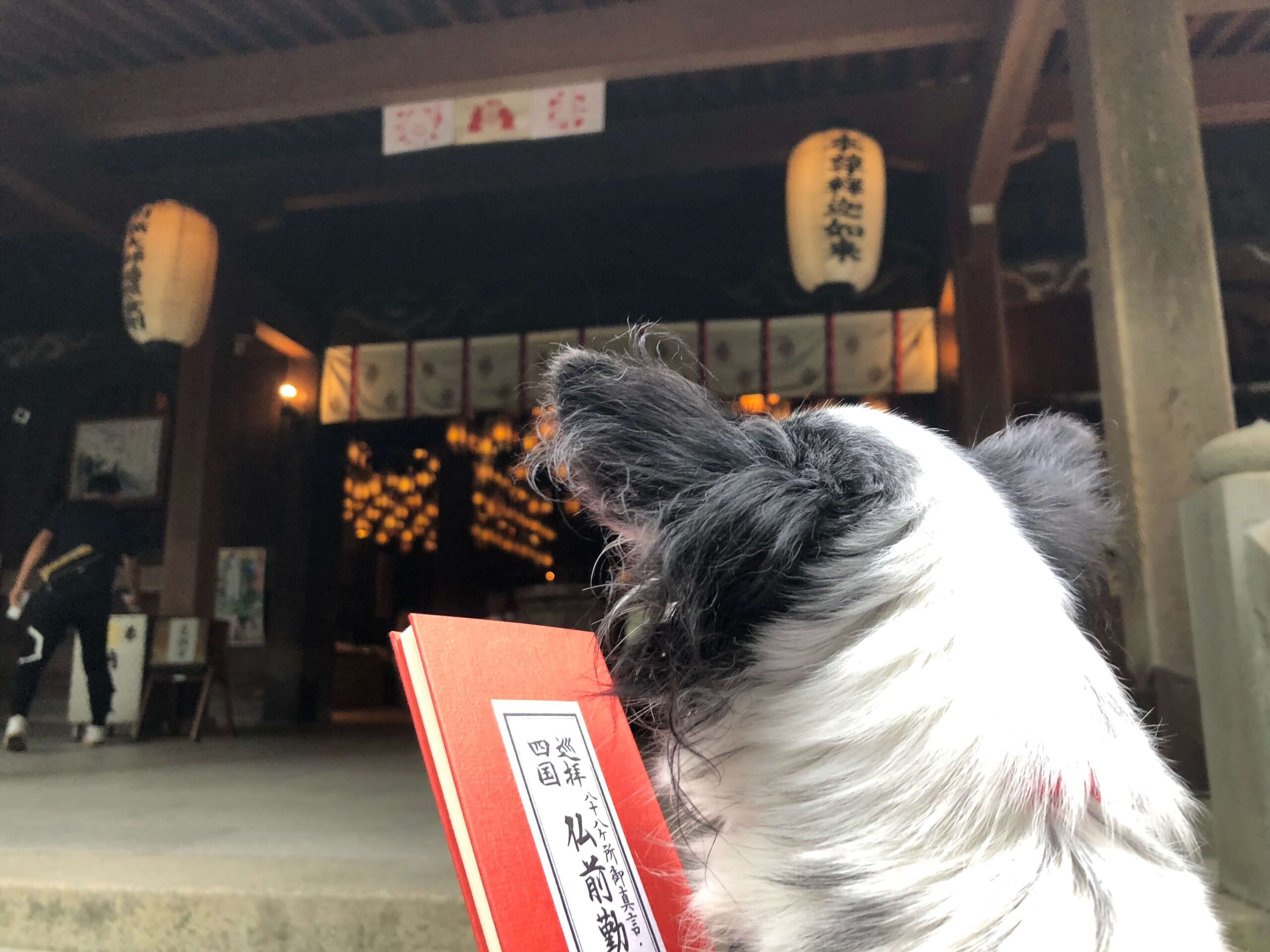 納経帳を抱えて本堂を見つめる後ろ姿