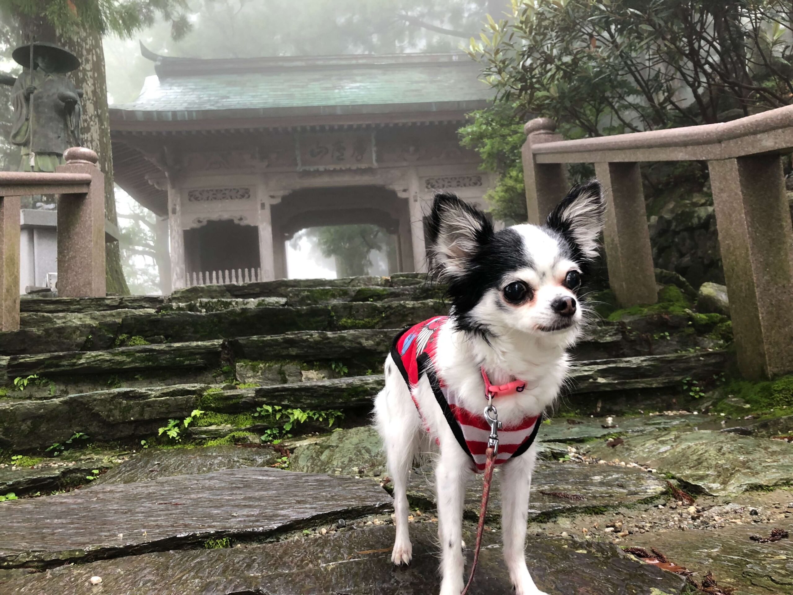 霧の山門前で立っている写真