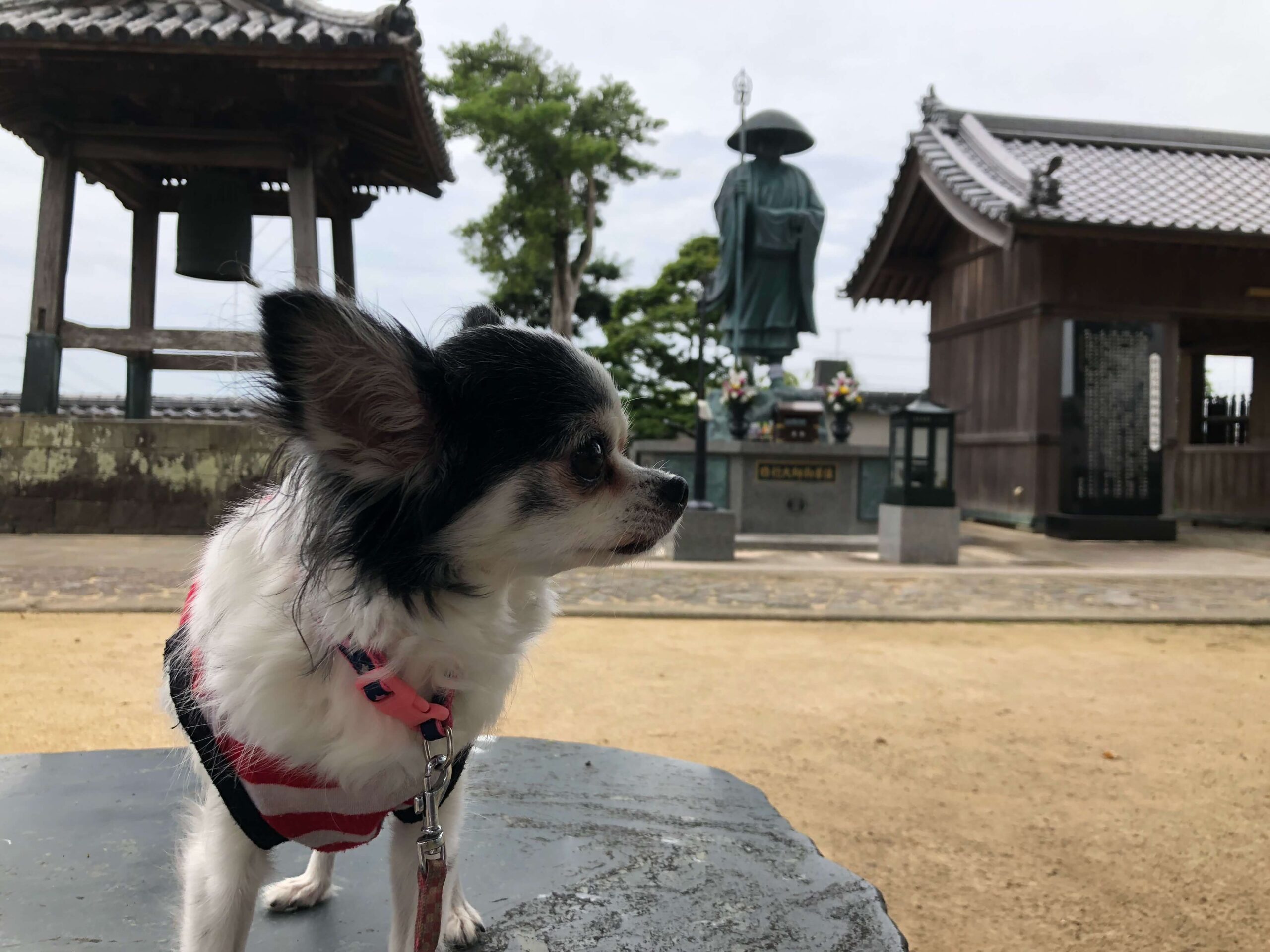 弘法大師像とココア