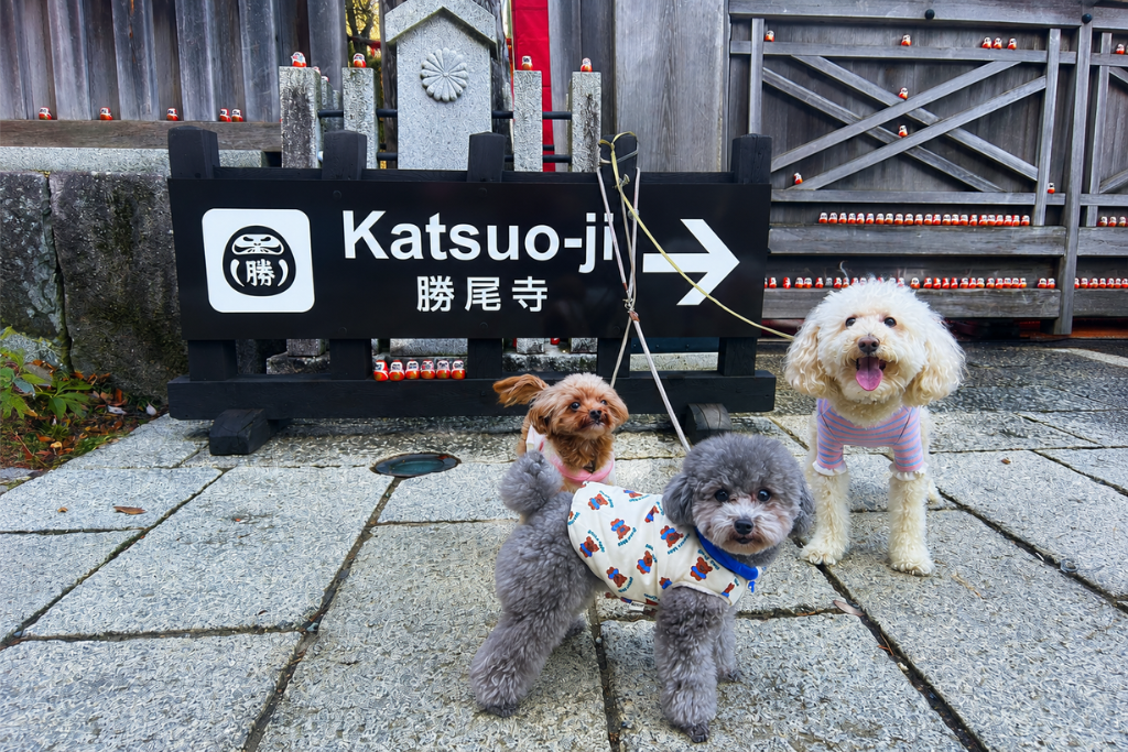 犬連れで勝尾寺へ