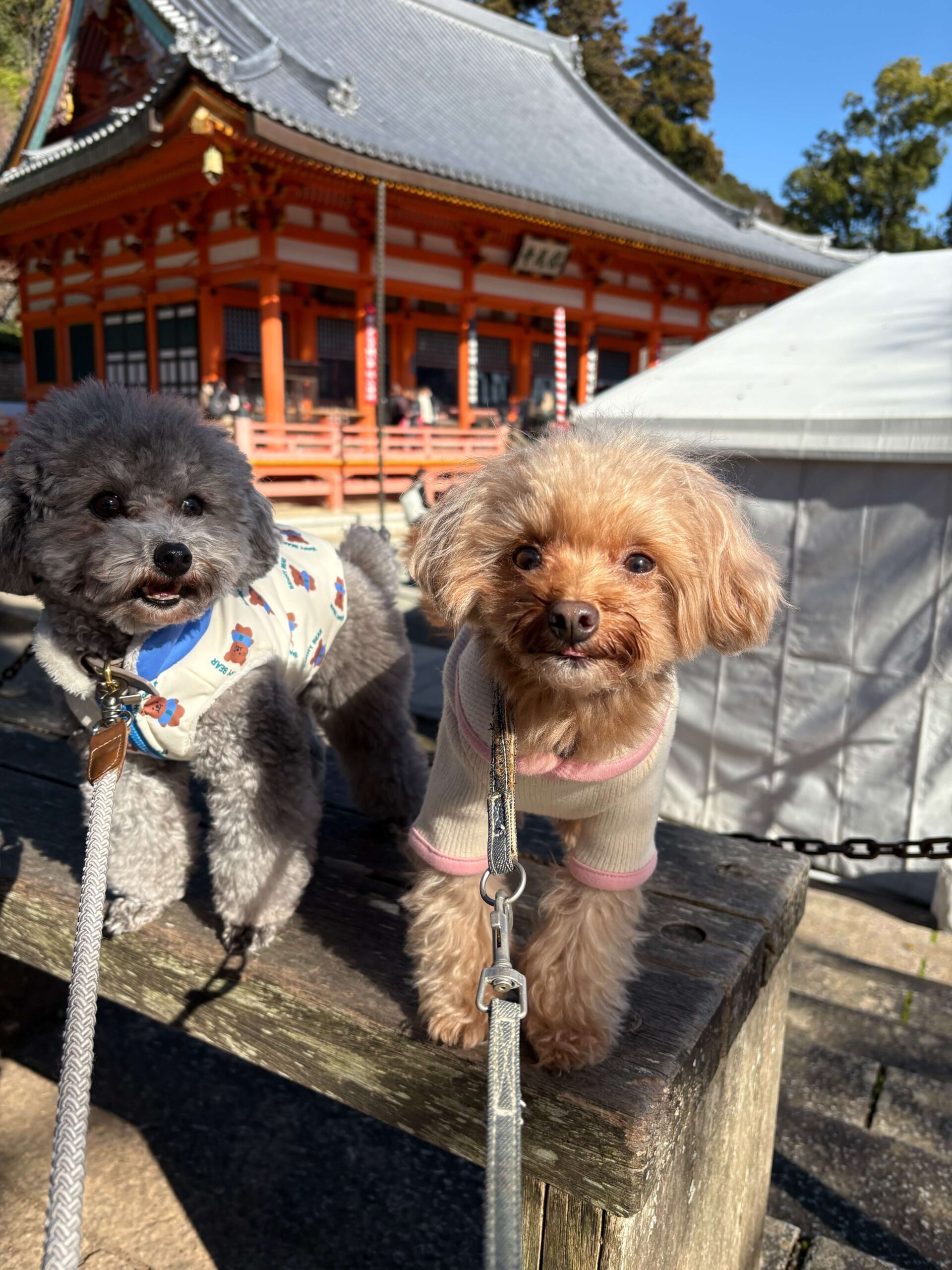 勝尾寺の本堂を背景にしたポムくんとプーくん