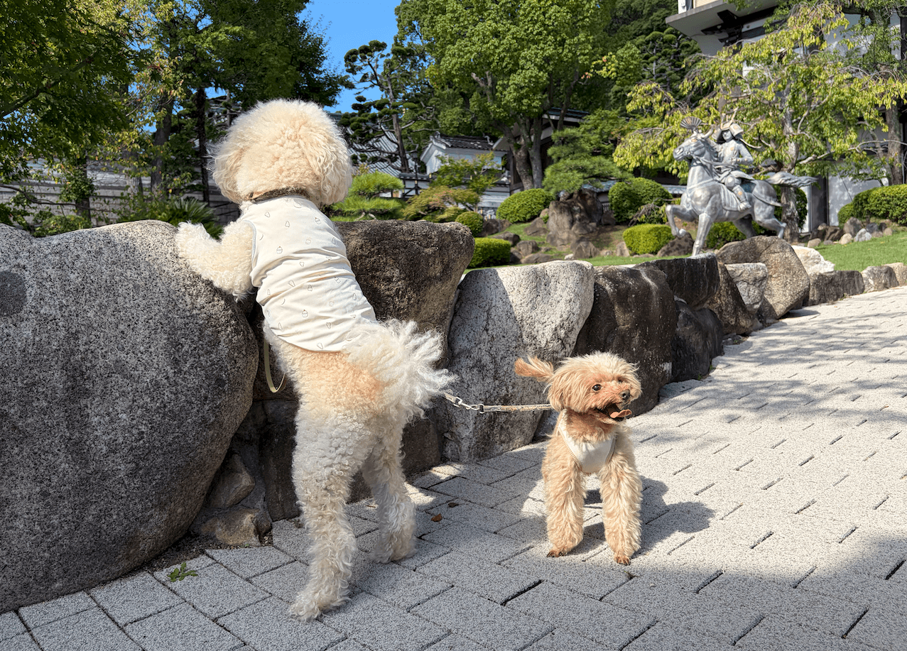源平の庭を覗くマルくん