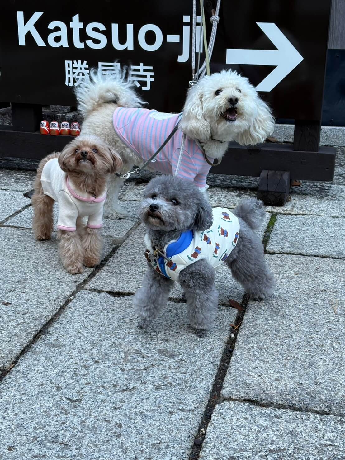 勝尾寺の案内看板前に並ぶ3頭の愛犬